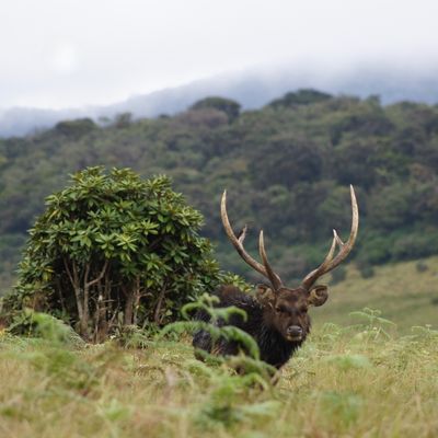 Horton Plains Gallery Image 1