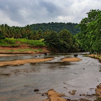 Pinnawala Gallery Image 2