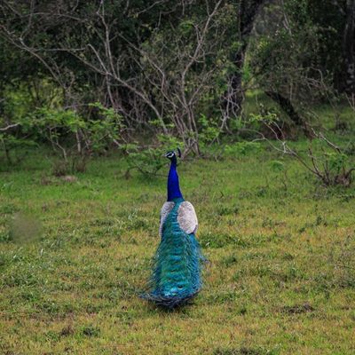 Wilpattu Gallery Image 2