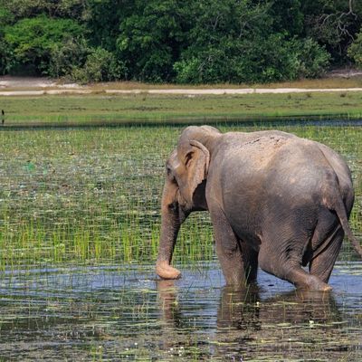 Wilpattu Gallery Image 3